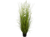 Schilfgrasbusch "weisse Blüte" H 150cm, Ø 80cm getopft