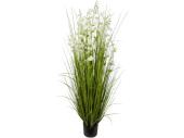 reed grass bush "white flower" h 150cm,...