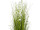 buisson de roseaux "fleur blanche" h 150cm, Ø 80cm en pot