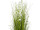 Schilfgrasbusch "weisse Blüte" H 150cm, Ø 80cm getopft