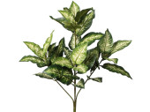 Dieffenbachia grün/weiss 70cm hoch 32 Blätter