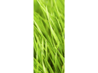 Textilbanner "Grashalme" grün 75 x 180cm, Schlauchnaht oben+unten
