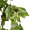 Efeuhänger "Natural" 85cm grün, 191 Blätter 3,5 - 6,5cm