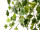 Efeuhänger "Natural" 85cm grün-weiss, 191 Blätter 3,5 - 6,5cm