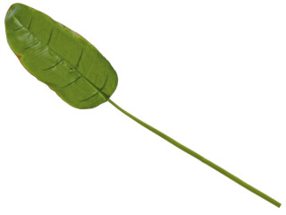 Bananenblatt grün L 96cm, Blatt 18 x 38 cm
