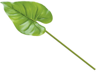 Callablatt grün L 45cm, Blatt 14 x 21cm