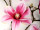 Magnolienzweig gross braun/pink, 95 cm
