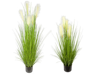 reed grass bush "long flower" green/white, potted, var. sizes