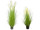 Schilfgrasbusch "lange Blüte" grün/weiss, getopft, versch. Grössen