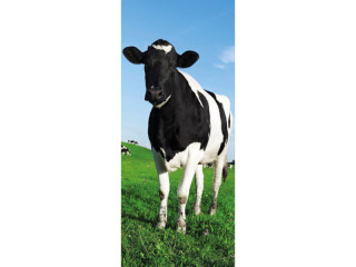Textilbanner Kuh schwarz/weiss "Bella" 180 x 75cm Schlauchnaht oben und unten
