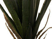 Agave getopft grün H 140cm