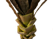 Agave getopft grün H 140cm