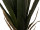 Agave getopft grün H 140cm