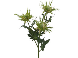 Distel mit 3 Blüten grün 67cm Blüten crèmefarben