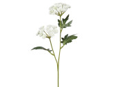 Dill/Anethum 2 Blüten 49cm Blüten weiss