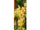 textile banner grapes blond 75 x 180cm