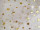 Stoff Organza "Sterne" weiss Sterne gold, B 150 cm