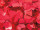 Effektfolie Flower rot metallic, schwer entflammbar B1 90cm breit