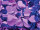 Effektfolie Flower lila metallic, schwer entflammbar B1 90cm breit