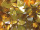 Effektfolie Flower gold/silber metallic, geprägt schwer entflammbar B1 90cm breit