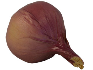 Zwiebel "natural" violett Ø 7 x 10cm